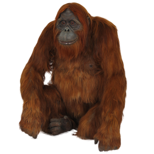 Orangutan PNG-31371